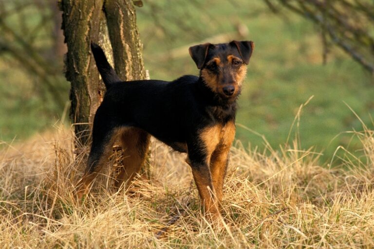 Jagd Terrier : Personalidad, Características, Precio y Fotos