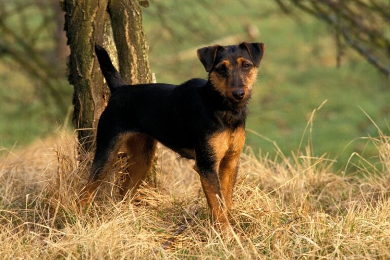 jagd terrier de pie