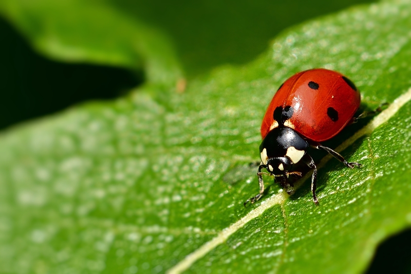 ladybug