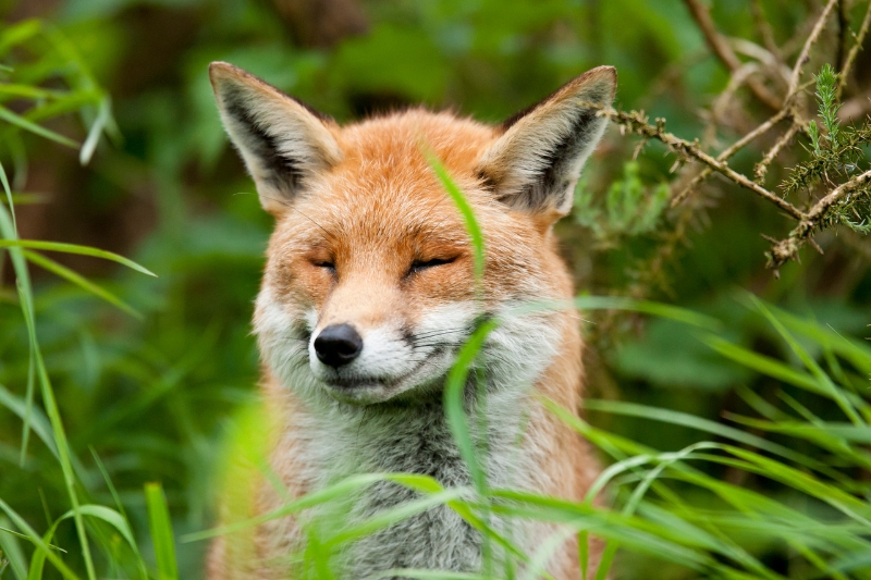 portrait of a fox