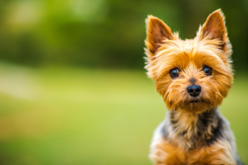 silky terrier portrait