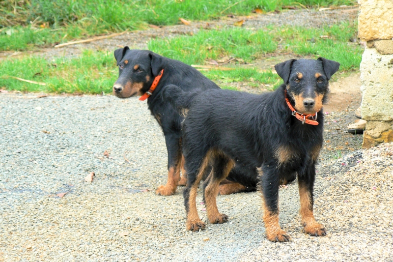two jagd terriers