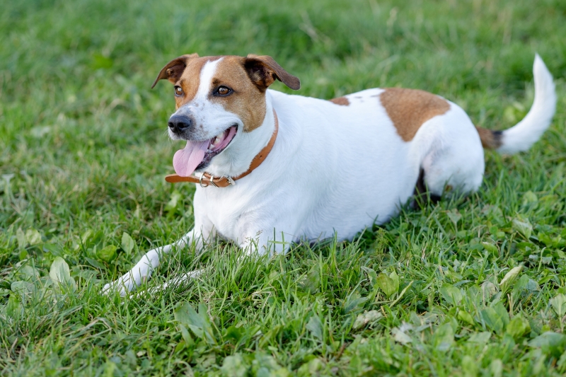 Danish–Swedish Farmdog lying down