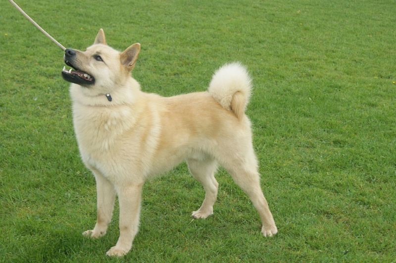 Hallefors Elkhound standing