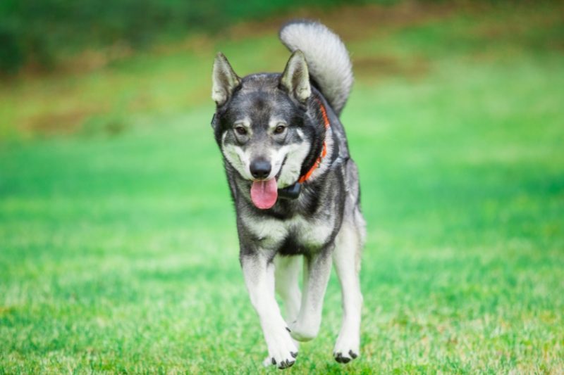 Swedish Elkhound running