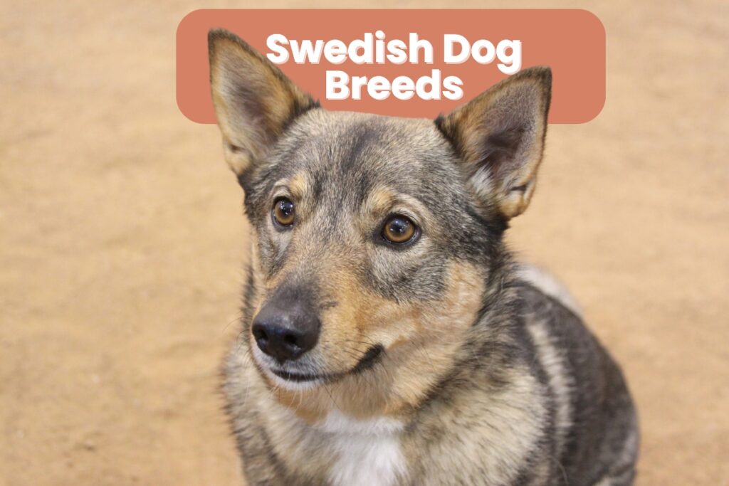 Swedish dog breeds