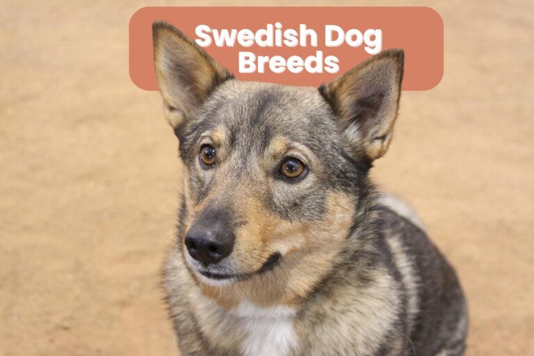 12 Swedish Dog Breeds (With Pictures!)