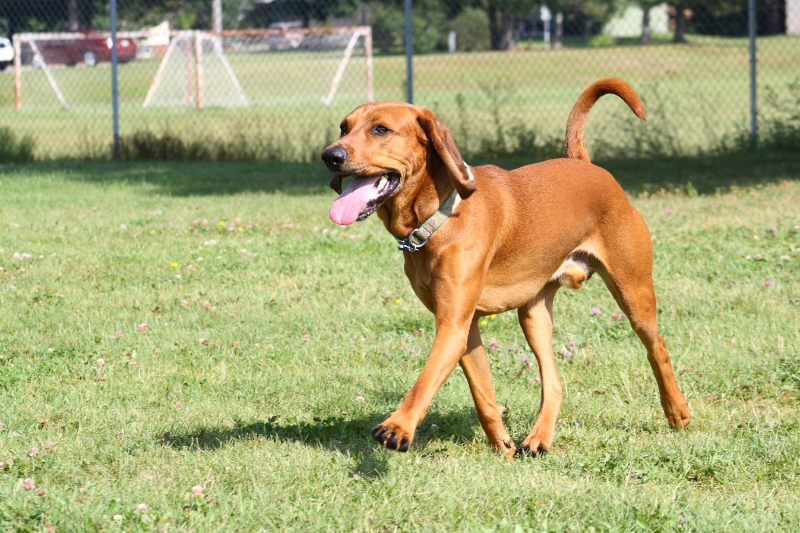 american english coonhound walking