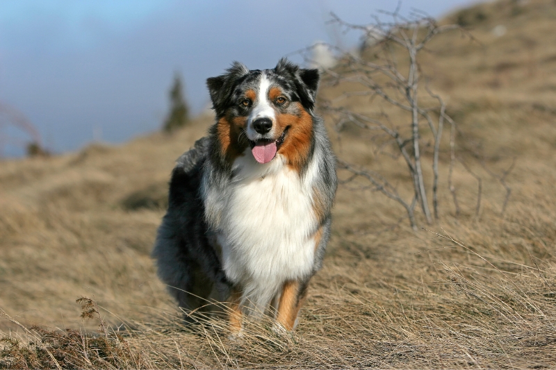 australian shepherd standing in a field