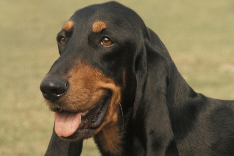 Bruno Jura Hound: Characteristics, Appearance, Price and Pictures