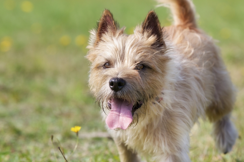 cairn terrier running