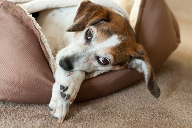 cama cueva perro