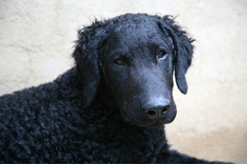 curly coated retriever lying down