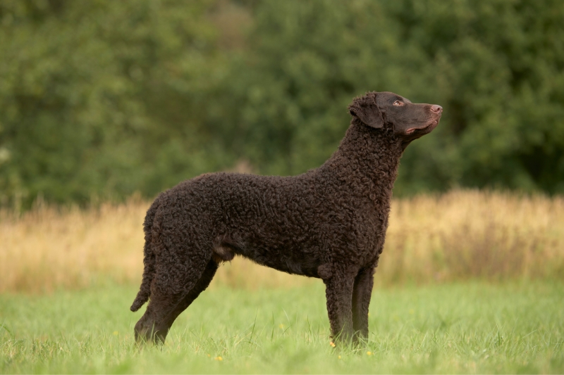 curly coated retriever side view
