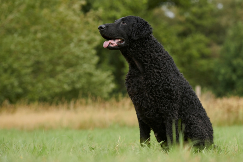 curly coated retriever sitting
