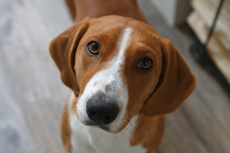 drever dog portrait