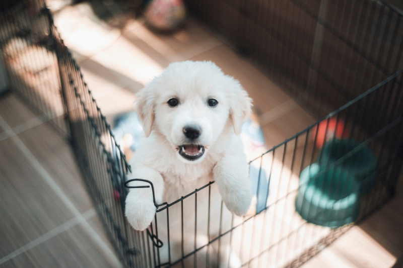 golden retriever puppy in a crate