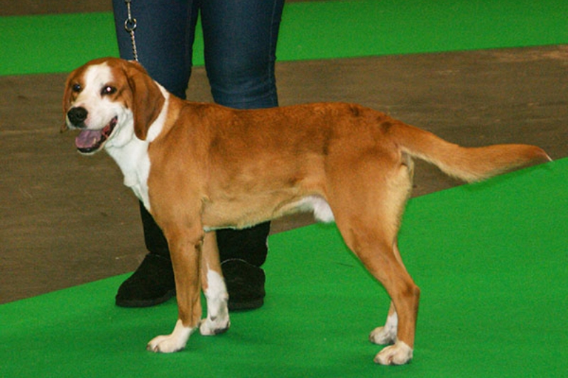 gotland hound