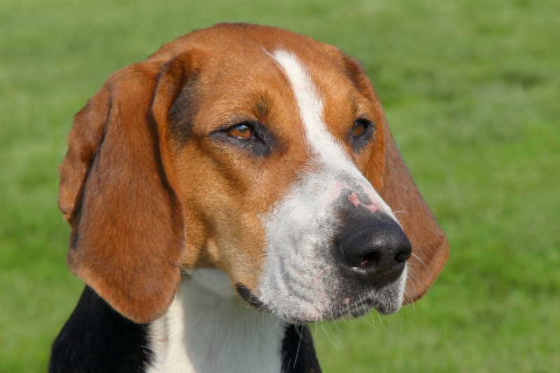 hamilton hound dog portrait