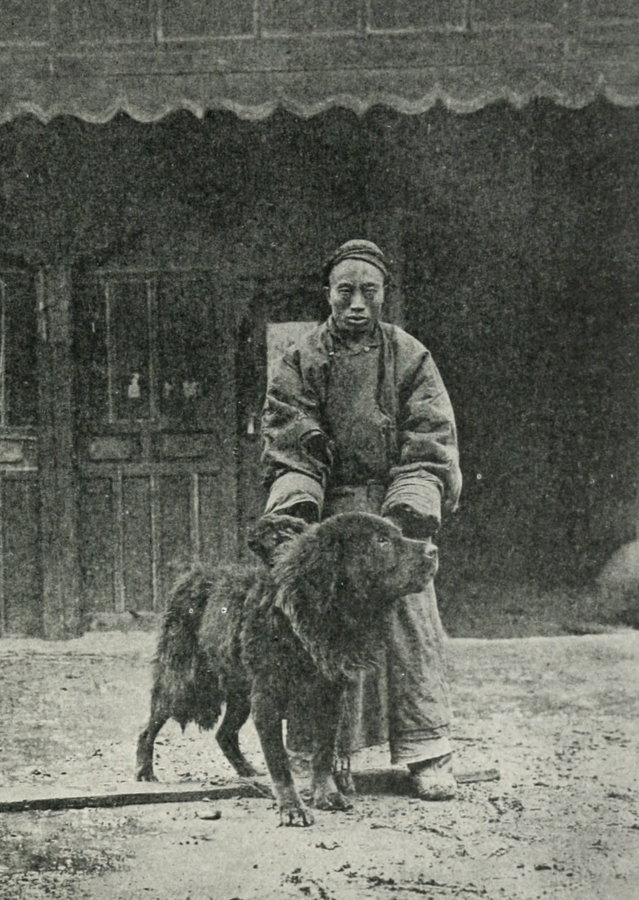 mastin tibetano con su dueno