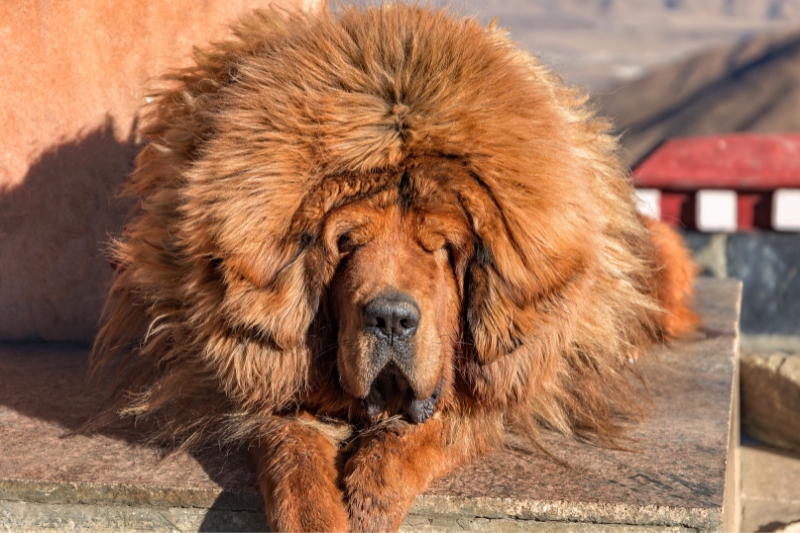 mastin tibetano tumbado en tibet