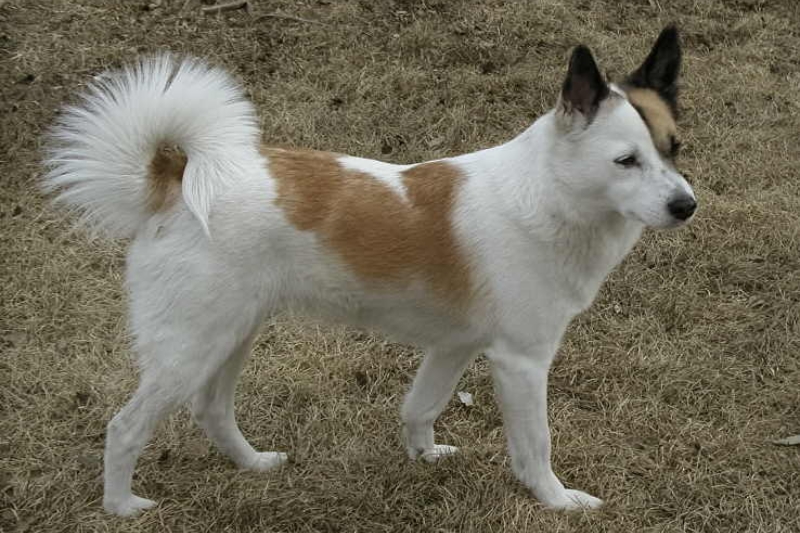 nordic spitz standing