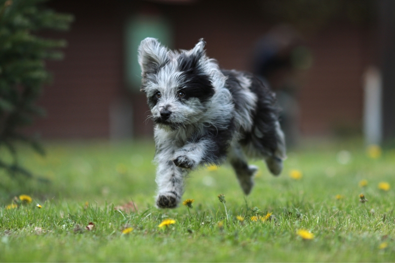 pyrenean shepherd puppy