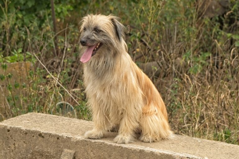 Pyrenean Shepherd: Characteristics, Appearance, Price and Pictures