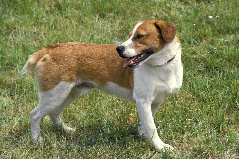 smaland hound standing