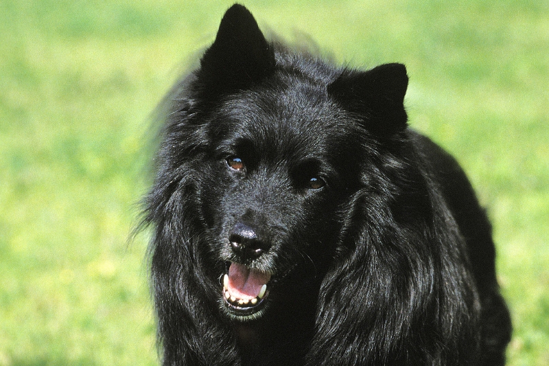 swedish lapphund