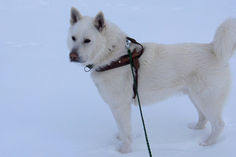 swedish white elkhound