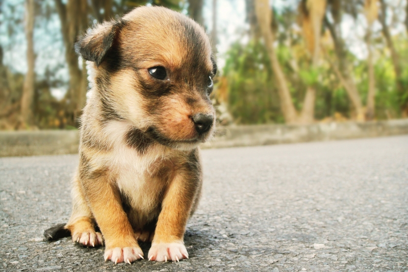Male Dog Names