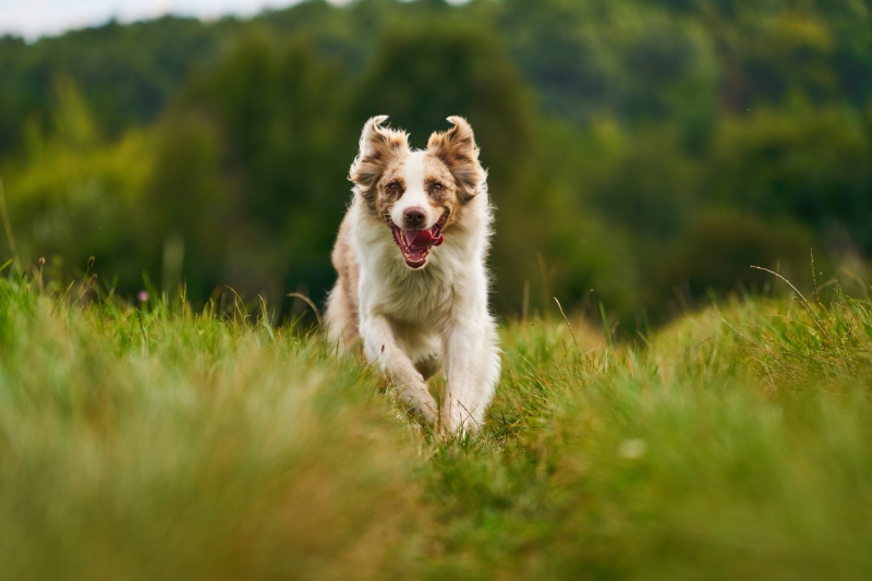 australian shepherd running in a field