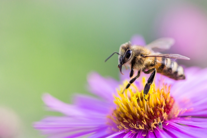 bee on a flower