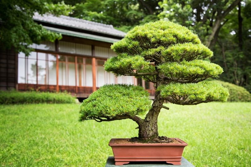 bonsai tree