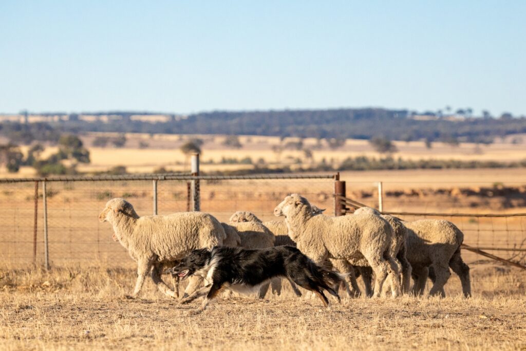 border collie herding sheep