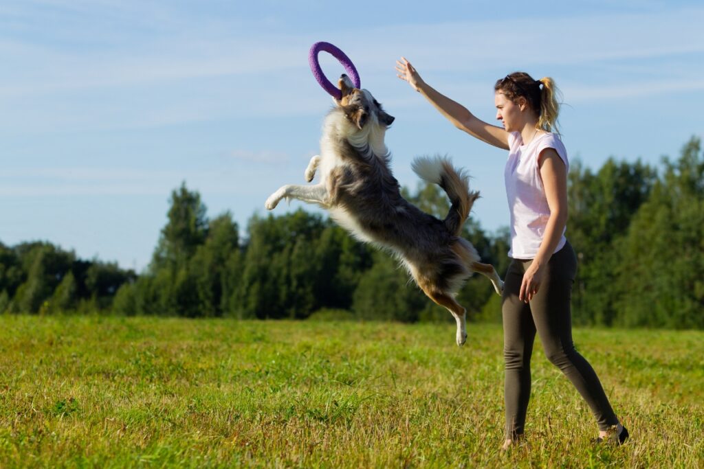 border collie jumping