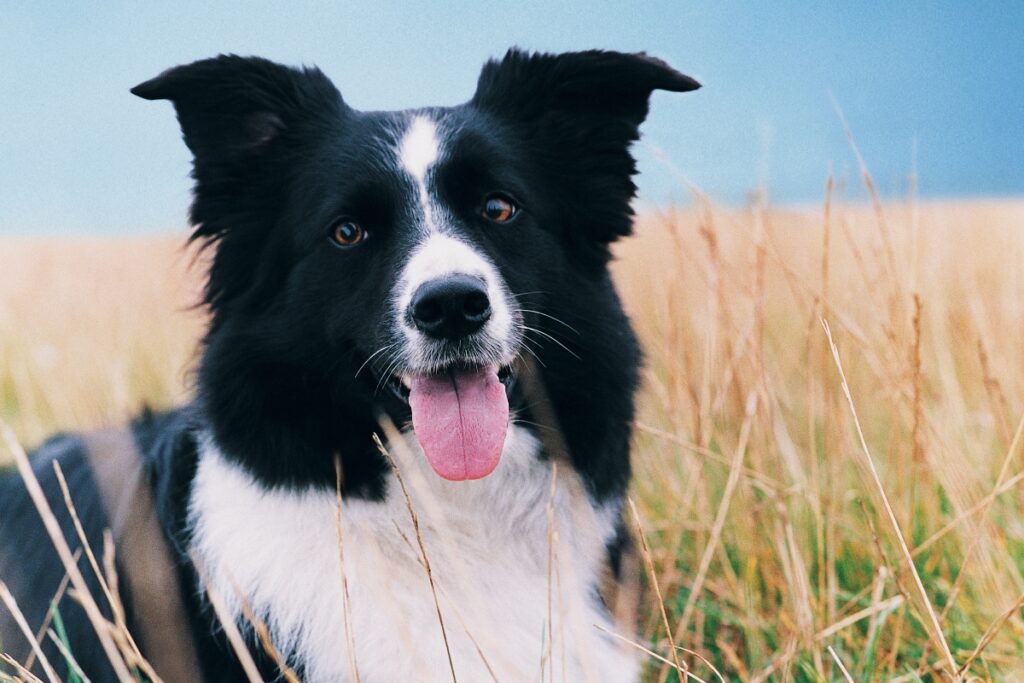 border collie portrait in field