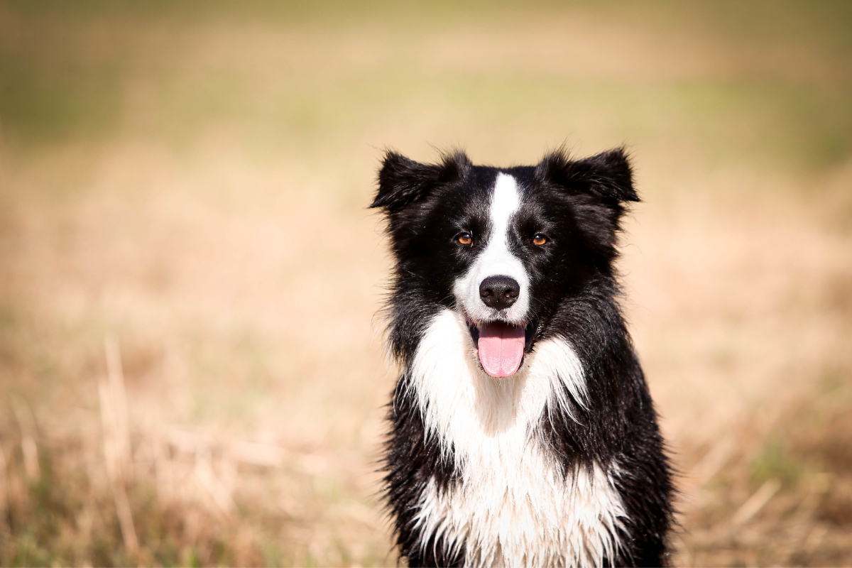 border collie portrait tongue out
