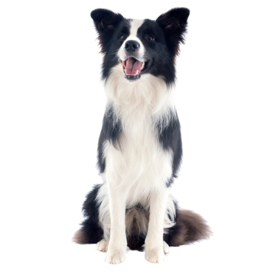 border collie white background