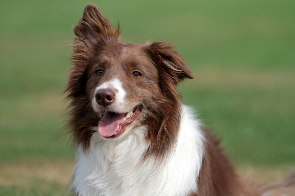 brown white border collie