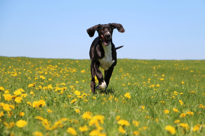 great dane running in field with yellow flowers