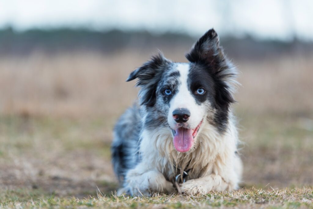 merle border collie listening