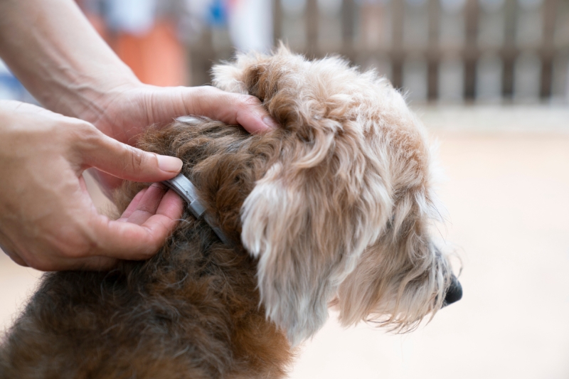perro con collar antiparasitario