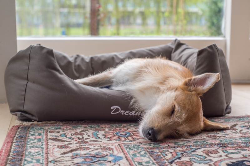 perro durmiendo con cabeza en el suelo