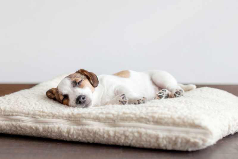 perro pequeno durmiendo en cama