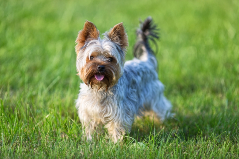 small dog running