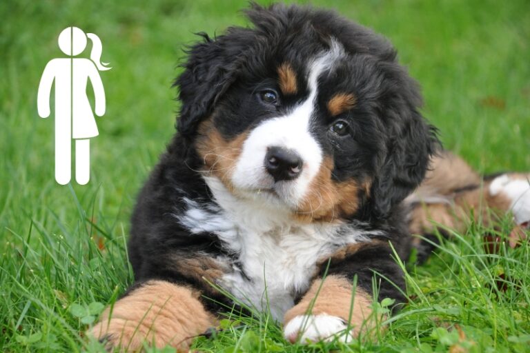 430+ Top Unisex Dog Names for Your New Puppy