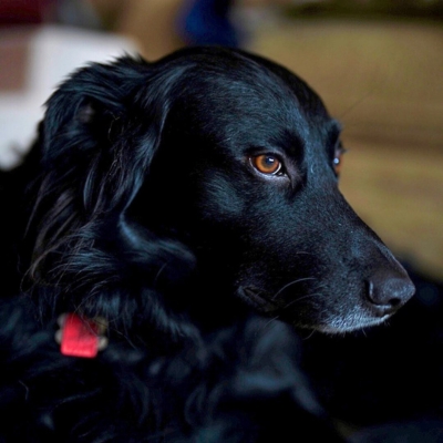 black australian shepherd