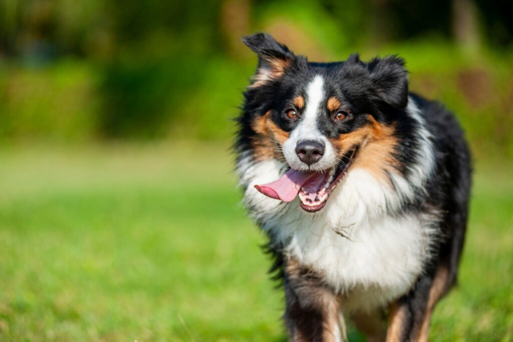 black tri australian shepherd